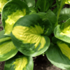 hosta sunset grooves