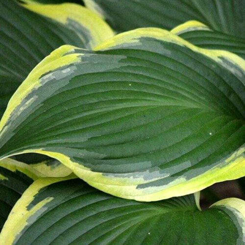 hosta yellow river