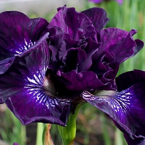 siberi iiris purplelicious