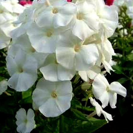 aedfloks adessa white