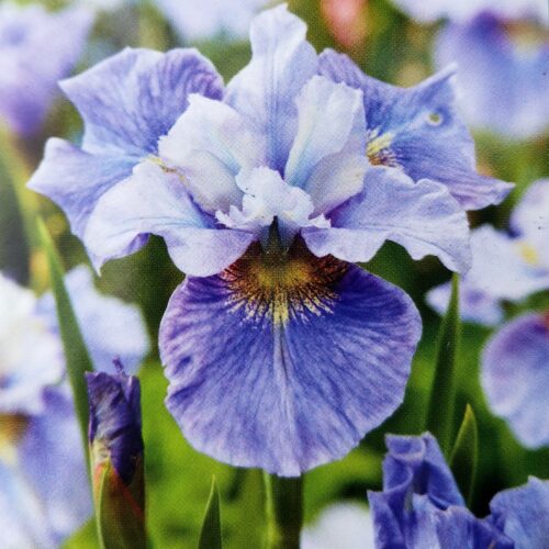siberi iiris mission bay