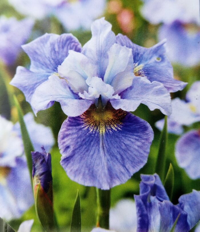 siberi iiris mission bay