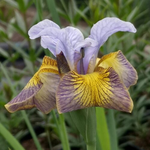 siberi iiris uncorked